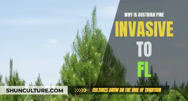 Austrian Pine: Invading Florida's Ecosystem and Why It's Concerning