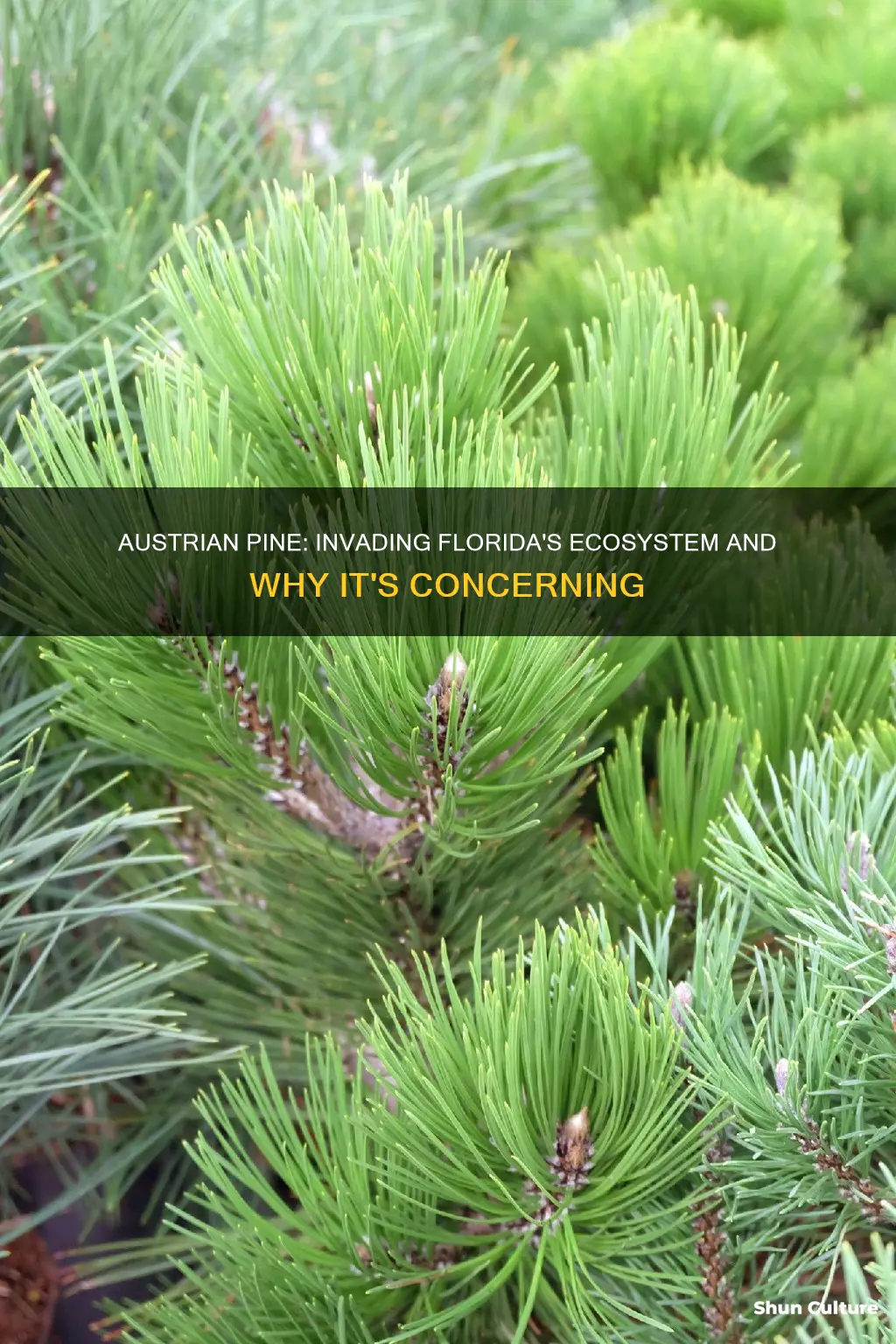 why is austrian pine invasive to fl