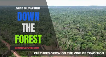 Bolivian Forest Destruction: Economic Gain or Environmental Loss?