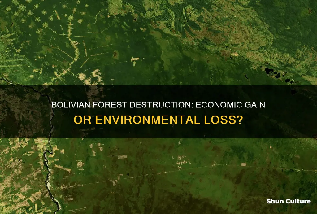 why is bolivia cutting down the forest