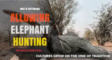 Botswana's Elephant Hunting Revival: Conservation, Controversy, and Community Impact
