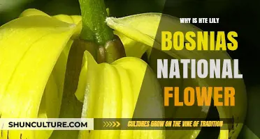 The Golden Lily: Bosnia's National Flower and Its Cultural Significance
