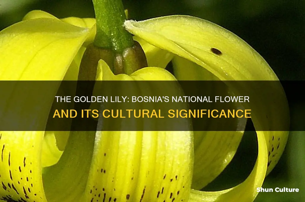 why is hte lily bosnias national flower