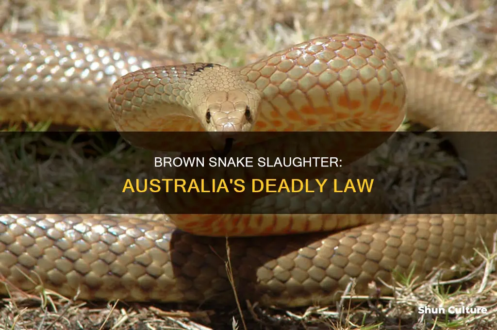 why is it illegal to kill brown snakes in australia