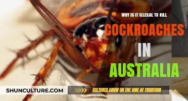 Australia's Cockroach Protection Laws: Why Killing Them Is Illegal
