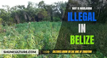 Belize's Marijuana Prohibition Explained