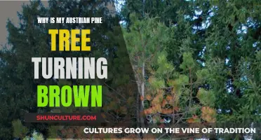 Austrian Pine Tree Care: Why It Turns Brown