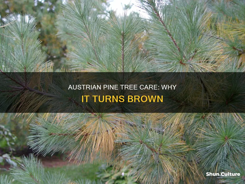 why is my austrian pine tree turning brown