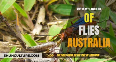 Flies Invading Australian Lawns: What's the Deal?