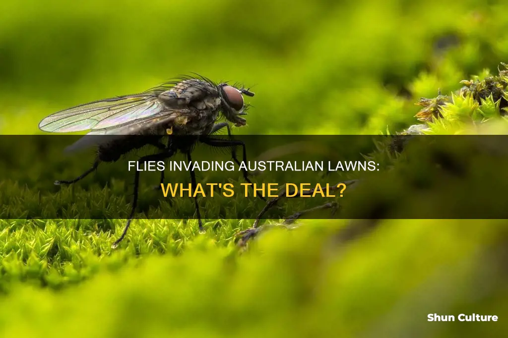 why is my lawn full of flies australia