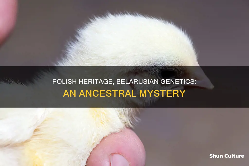 why is polish heritage showing up as belarus genetics