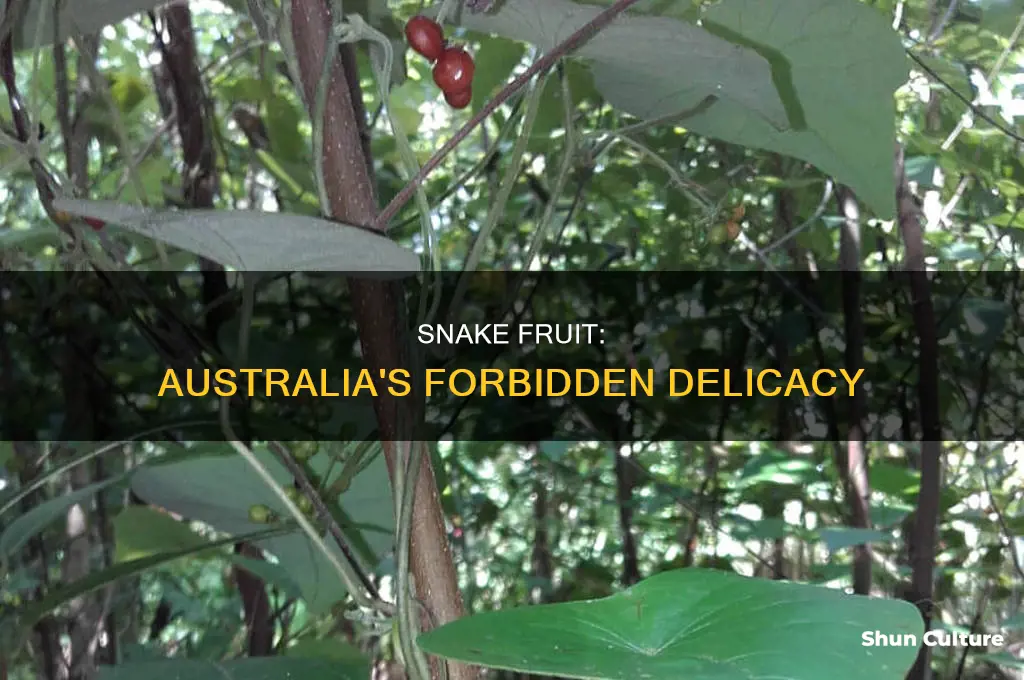 why is snake fruit illegal in australia