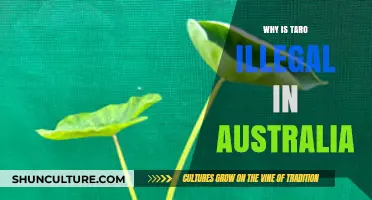 Why Australia Banned Taro: Uncovering the Surprising Legal Restrictions