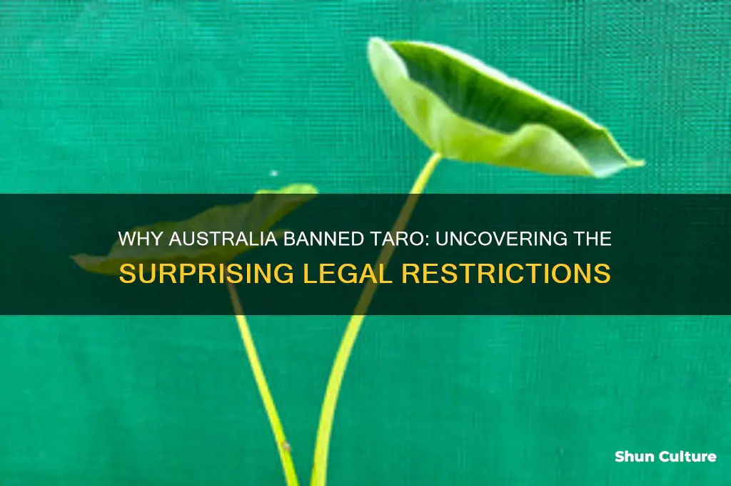 why is taro illegal in australia