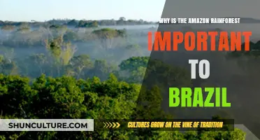 Amazon Rainforest: Brazil's Vital Ecological, Economic, and Cultural Lifeline