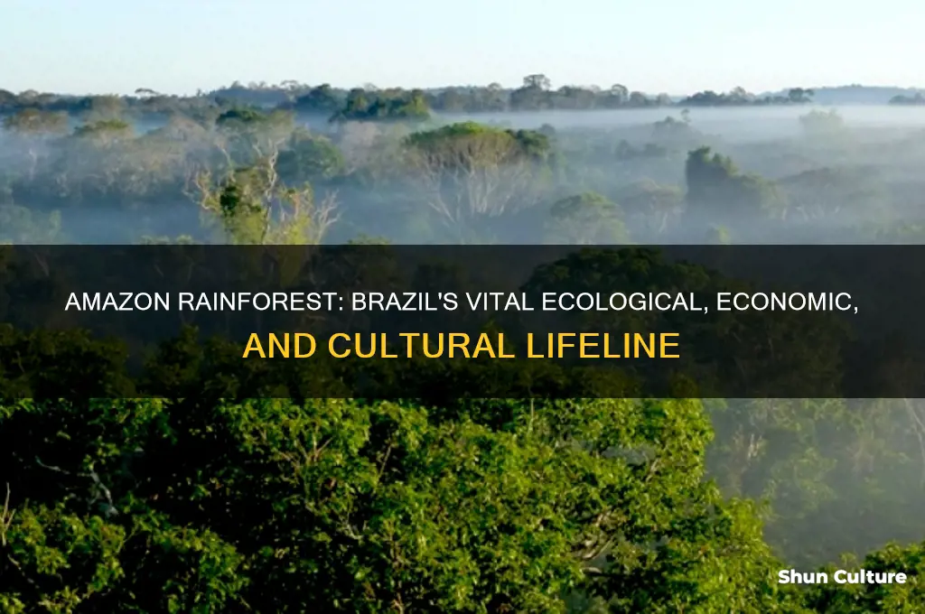 why is the amazon rainforest important to brazil