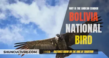 The Andean Condor: Bolivia's National Pride and Symbol