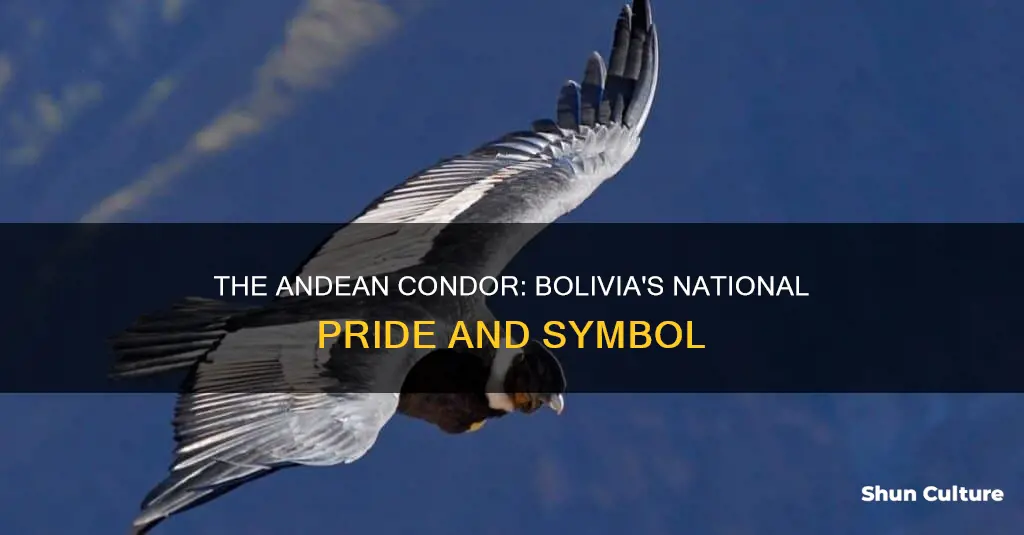 why is the andean condor bolivia national bird