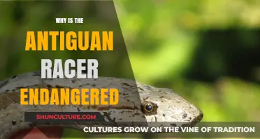 Antiguan Racer's Endangered Status: Causes and Conservation Efforts Explained