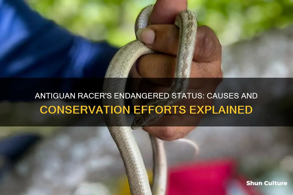 why is the antiguan racer endangered