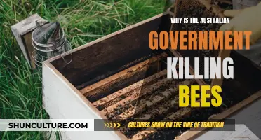 Australian Government's War on Bees: What's the Buzz?