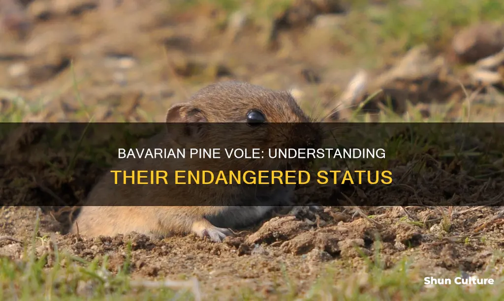 why is the bavarian pine vole endangered