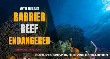 Belize Reef: Endangered Paradise