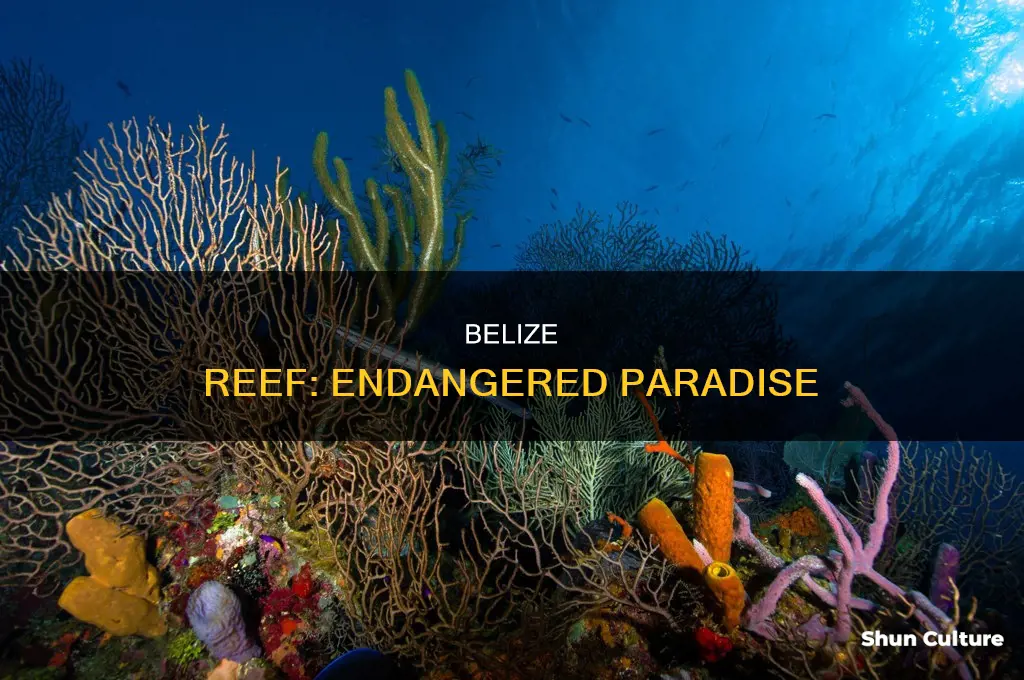 why is the belize barrier reef endangered