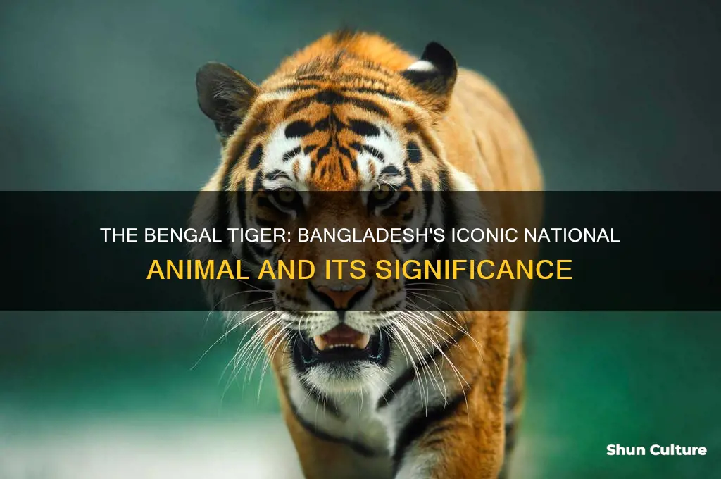 why is the bengal tiger the national animal of bangladesh