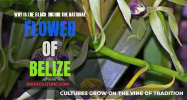 Black Orchid: National Pride of Belize