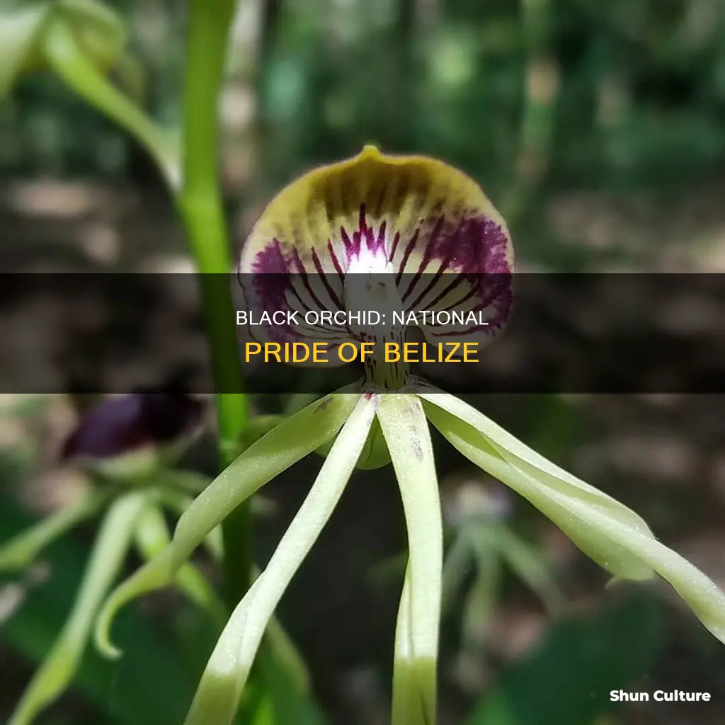 why is the black orchid the national flower of belize