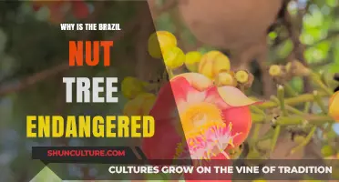 Threats to the Brazil Nut Tree: Understanding Its Endangered Status