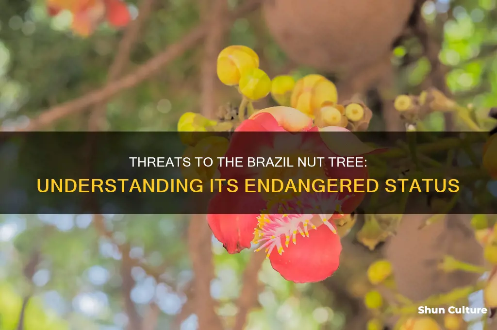 why is the brazil nut tree endangered