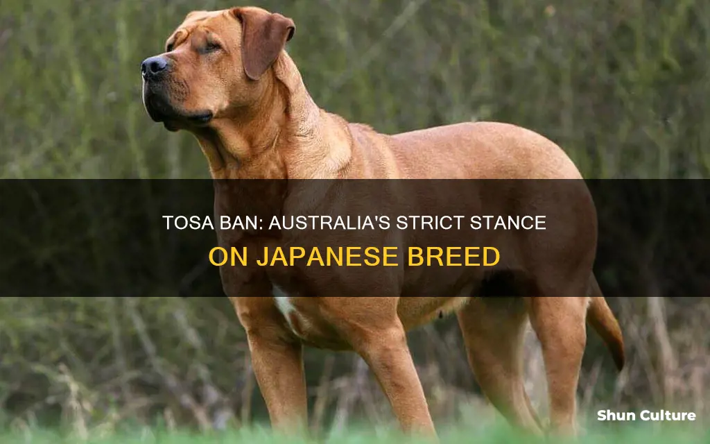 why is the japanese tosa banned in australia