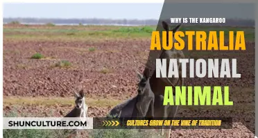 The Kangaroo: Australia's National Symbol and Spirit