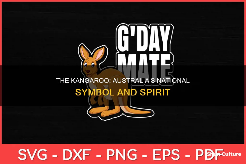 why is the kangaroo australia national animal