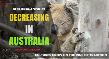 Koala Crisis: Australia's Declining Population Explained