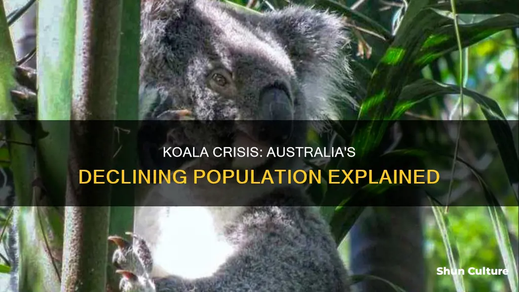 why is the koala population decreasing in australia