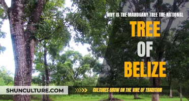 Belize's Majestic Mahogany Tree