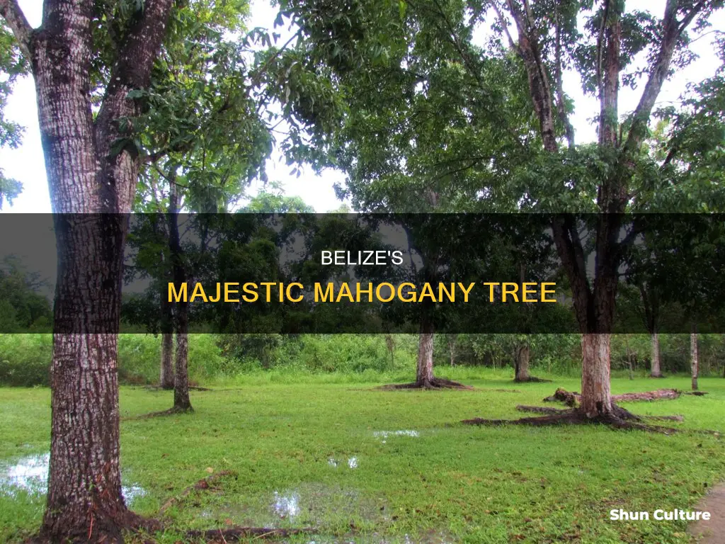 why is the mahogany tree the national tree of belize