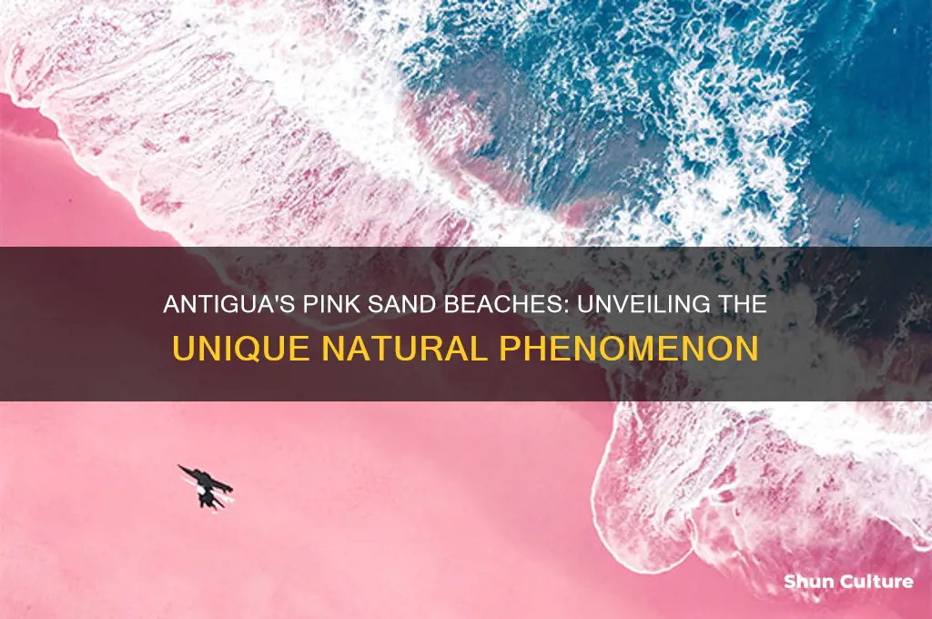why is the sand pink in antigua