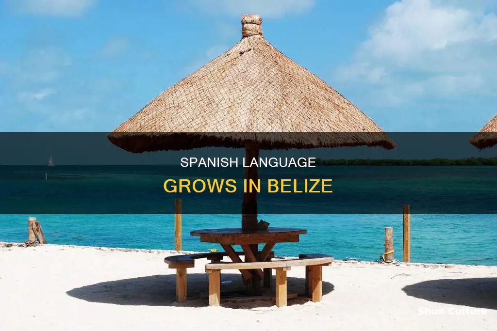 why is the spanish language growing in belize