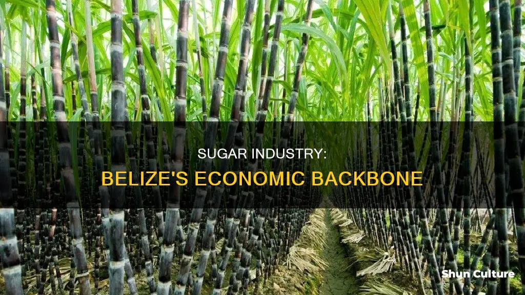 why is the sugar industry important in belize