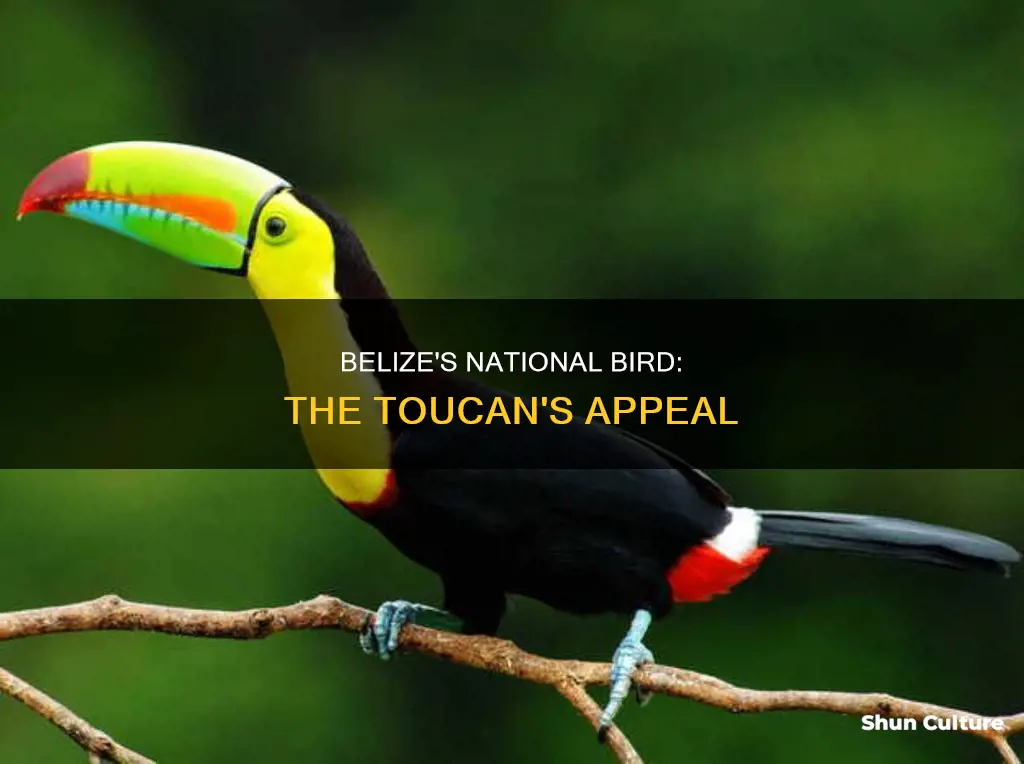 why is the toucan the national bird of belize