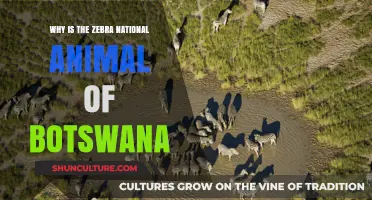Zebra Pride: Botswana's Iconic National Animal and Its Cultural Significance