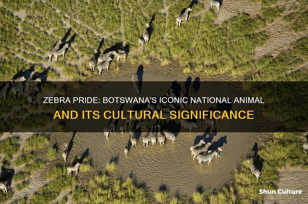 why is the zebra national animal of botswana