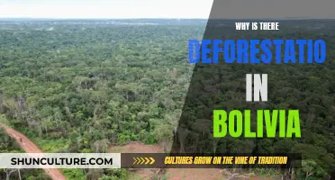 Bolivian Deforestation: Understanding the Devastating Loss of Forests