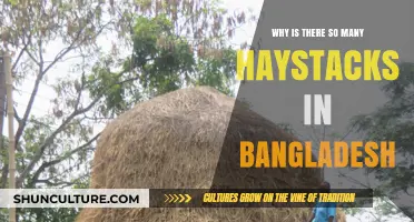 Bangladesh's Haystack Mystery: Unraveling the Abundance of Haystacks