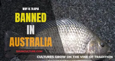 Tilapia Trade Ban: Australia's Reasoning Explained