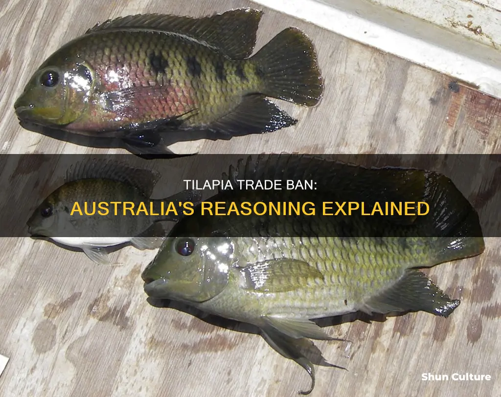 why is tilapia banned in australia